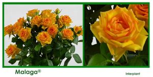 ROSE BR. MALAGA 40